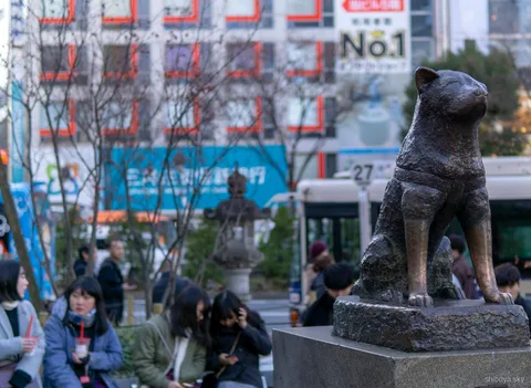 Shibuya Sky gece manzarası, uzakta parlayan Tokyo Kulesi